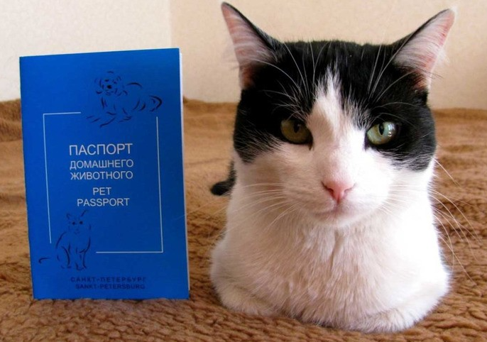 Ветеринарный паспорт кота